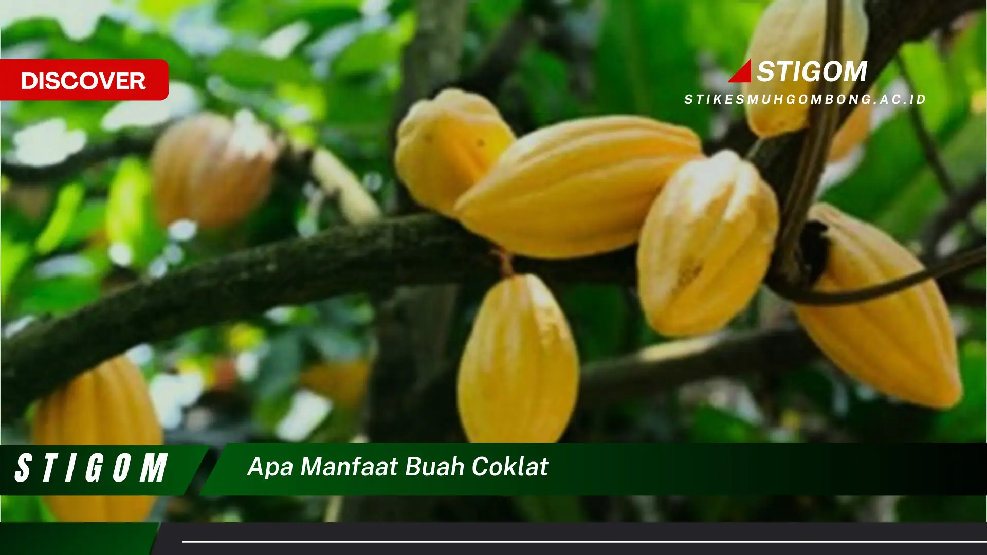 Ketahui 10 Manfaat Buah Coklat untuk Kesehatan Tubuh Anda