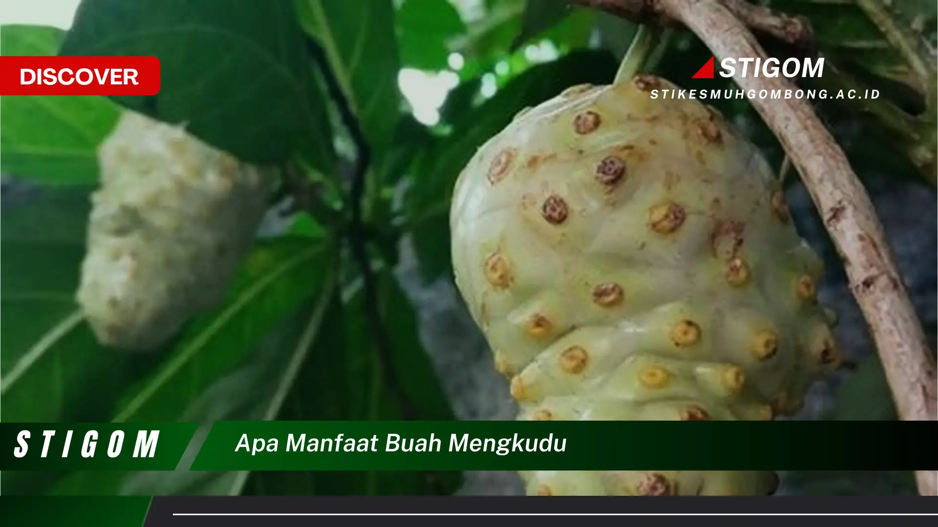 Ketahui 10 Manfaat Buah Mengkudu untuk Kesehatan Tubuh Anda