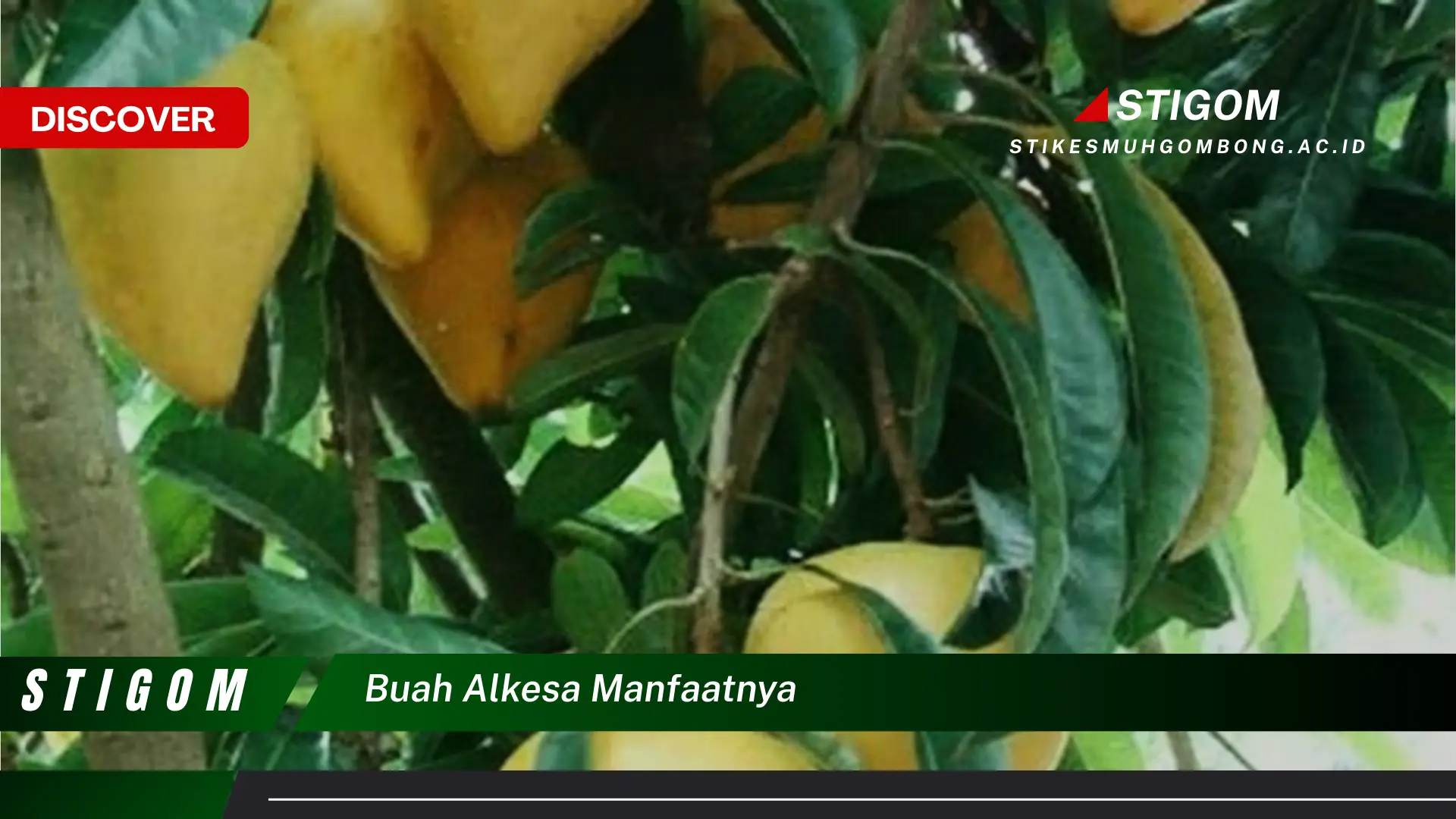 Temukan 9 Manfaat Buah Alkesa untuk Kesehatan Anda