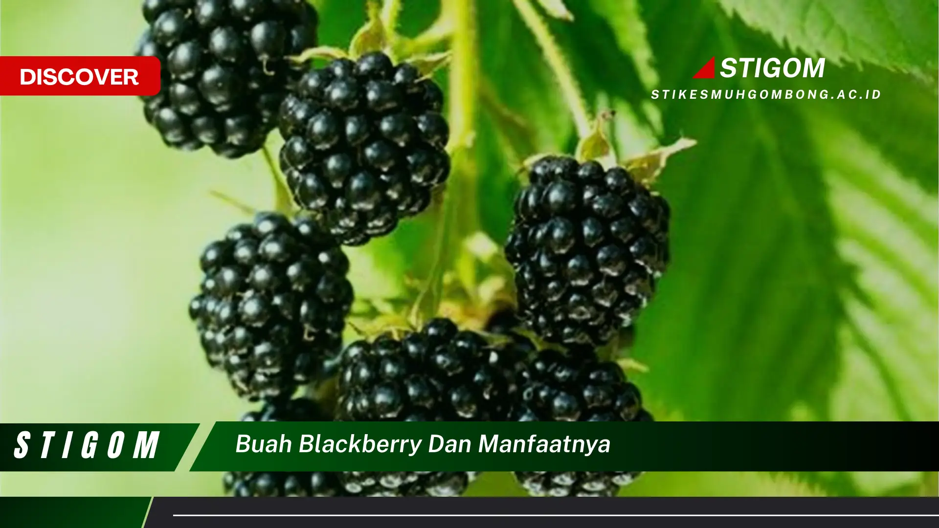 Ketahui 8 Manfaat Buah Blackberry untuk Kesehatan dan Kecantikan Anda