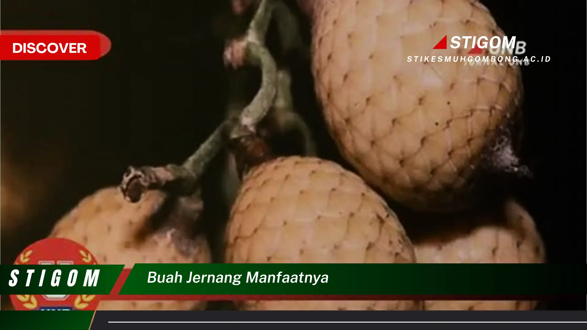 Ketahui 9 Manfaat Buah Jernang untuk Kesehatan Anda