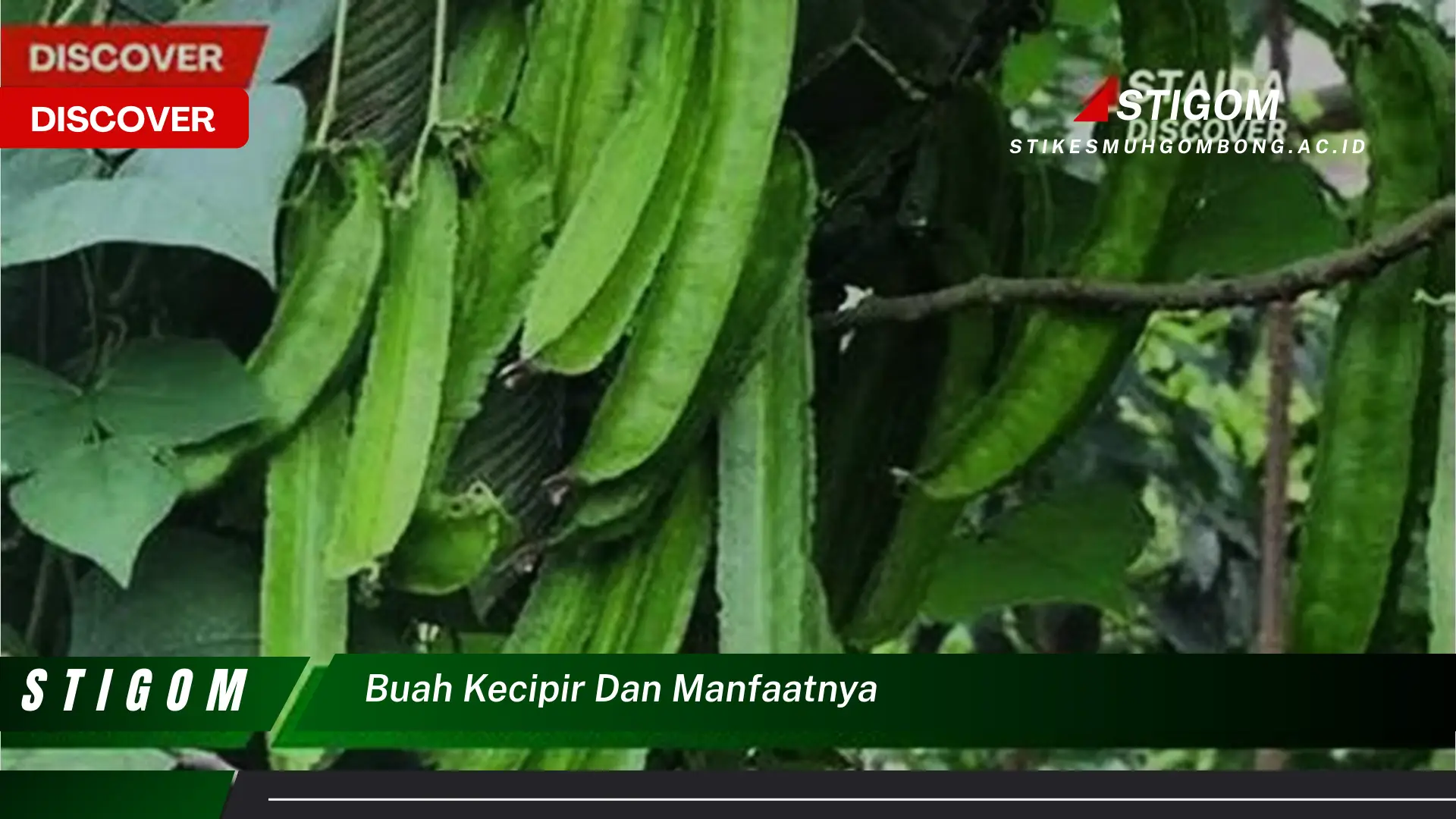 Ketahui 8 Manfaat Buah Kecipir untuk Kesehatan Tubuh Anda