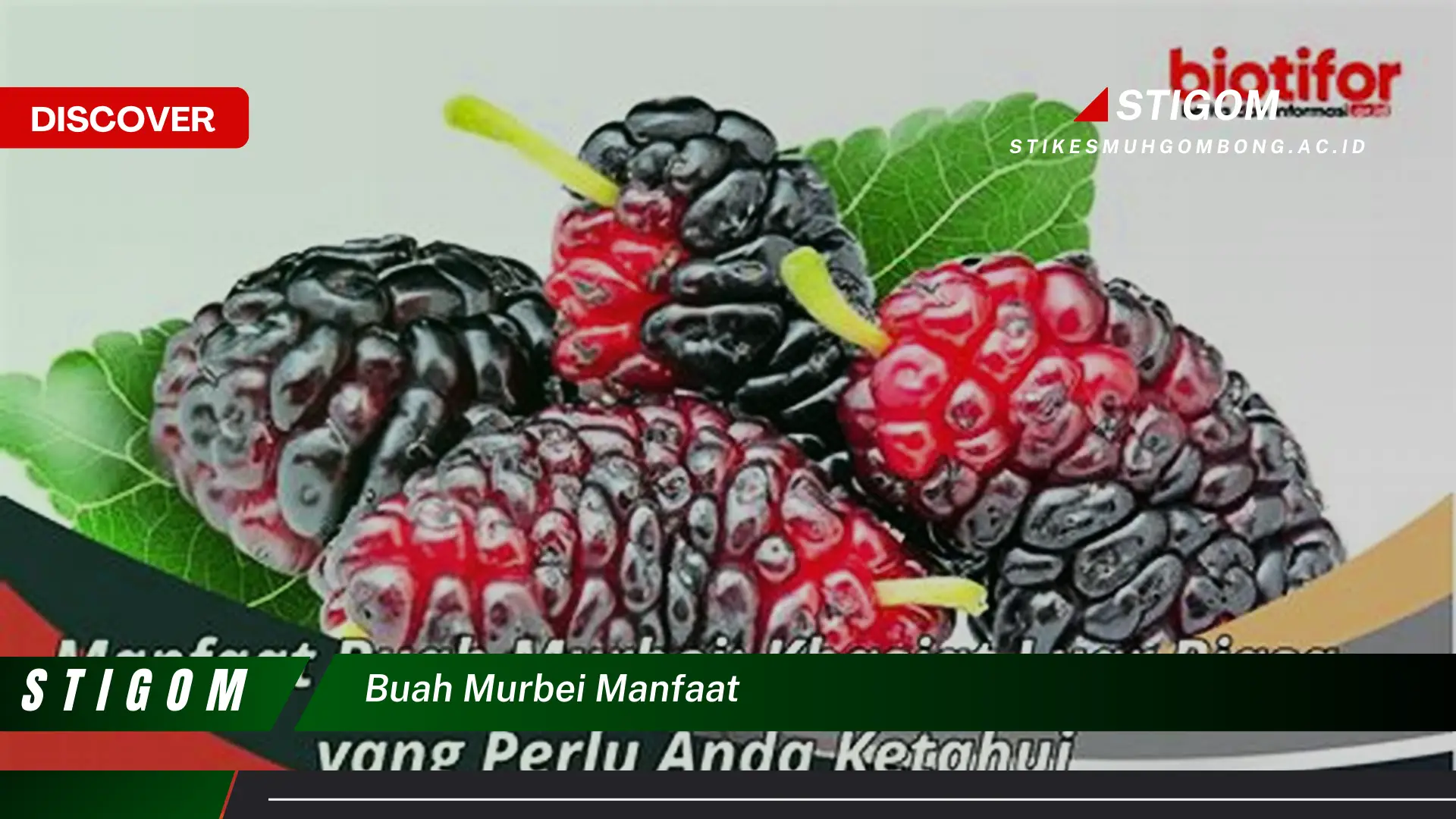 Ketahui 8 Manfaat Buah Murbei untuk Kesehatan Anda