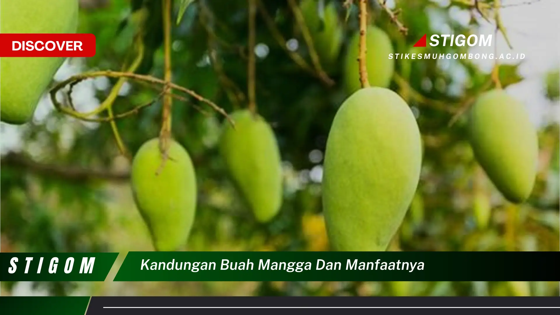 Ketahui Kandungan Gizi Buah Mangga dan Manfaatnya untuk Kesehatan