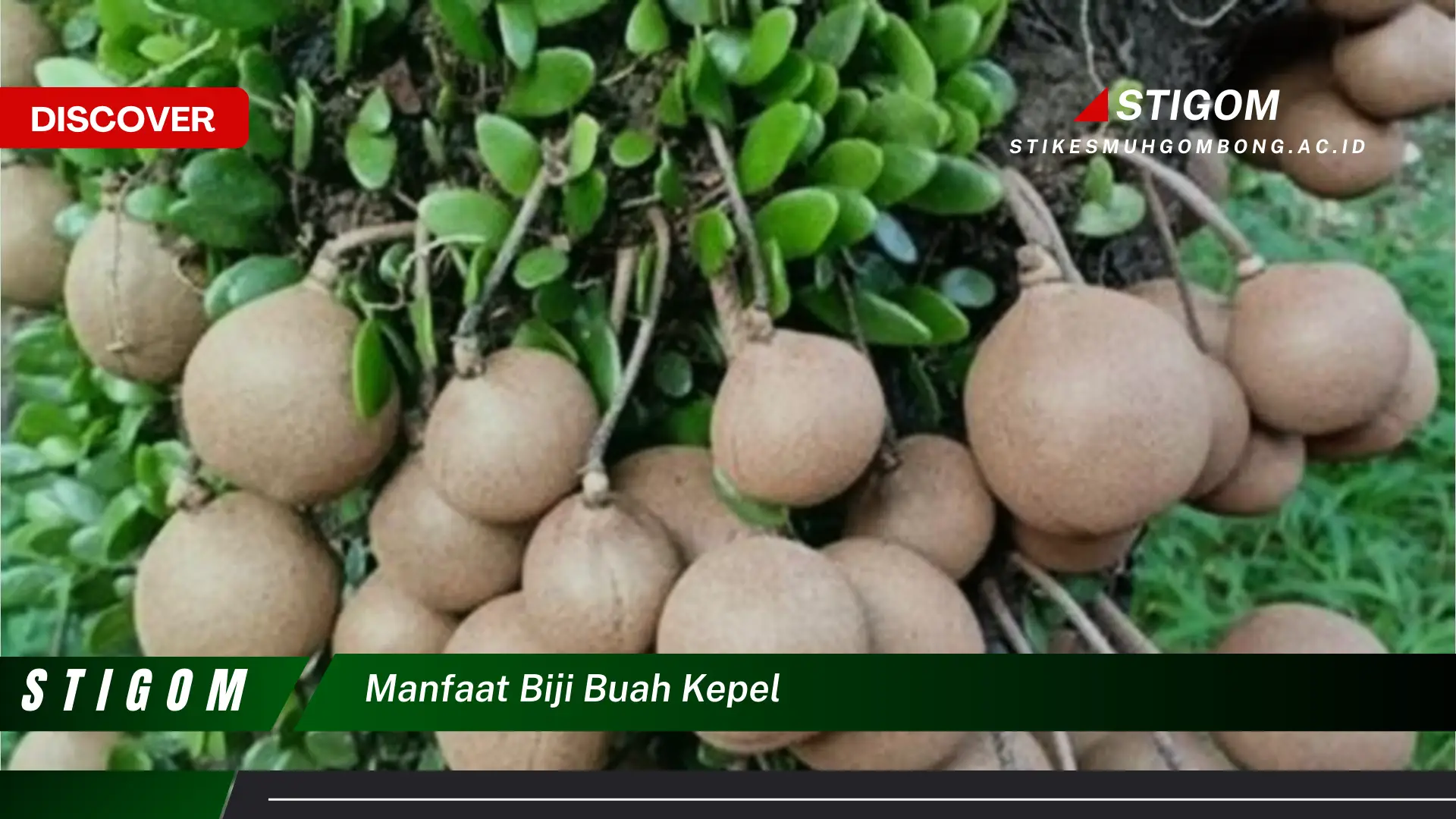 Ketahui 8 Manfaat Biji Buah Kepel untuk Kesehatan Anda