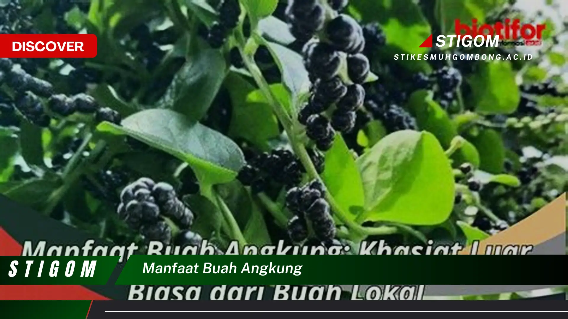 Ketahui 10 Manfaat Buah Angkung untuk Kesehatan Anda