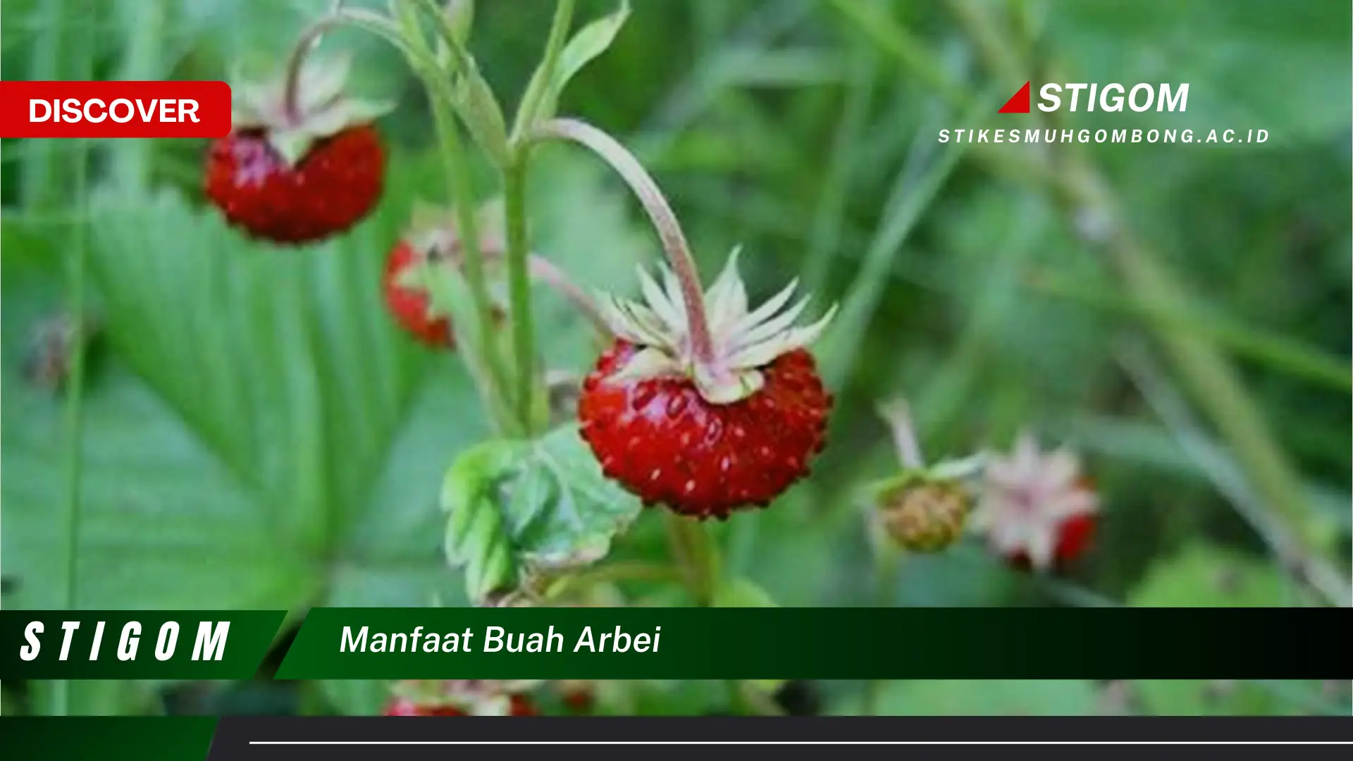 Ketahui 8 Manfaat Buah Arbei untuk Kesehatan Tubuh Anda