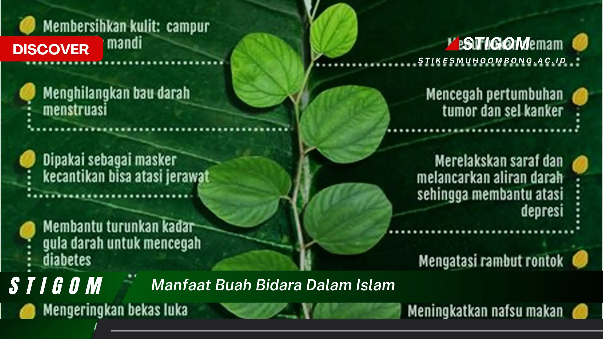 Ketahui 10 Manfaat Buah Bidara Dalam Islam dan Khasiatnya untuk Kesehatan