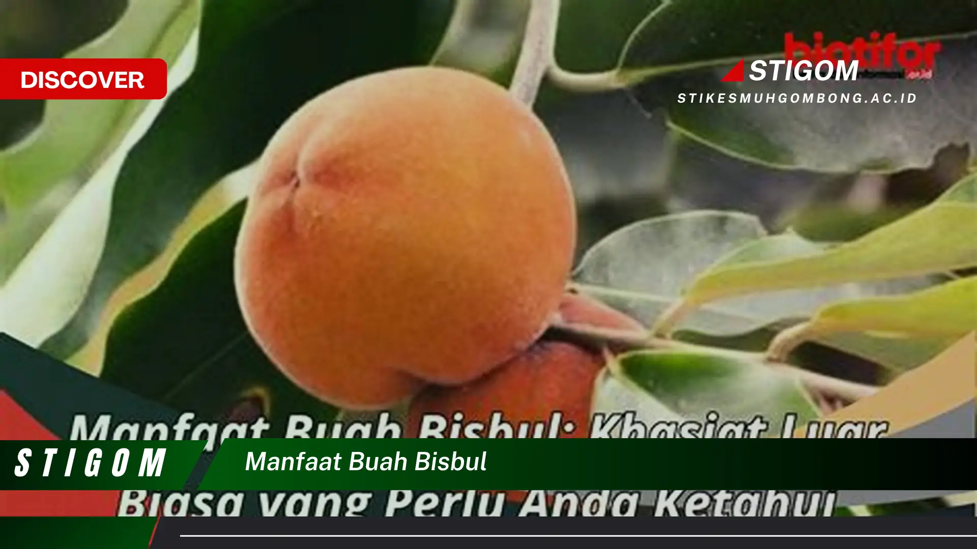 Ketahui 10 Manfaat Buah Bisbul untuk Kesehatan Tubuh Anda