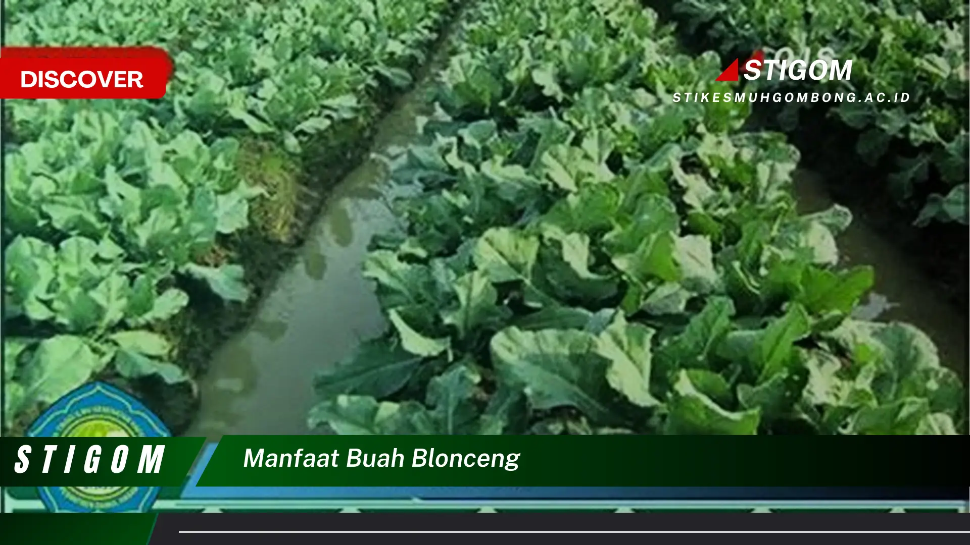 Ketahui 10 Manfaat Buah Blonceng untuk Kesehatan Tubuh Anda