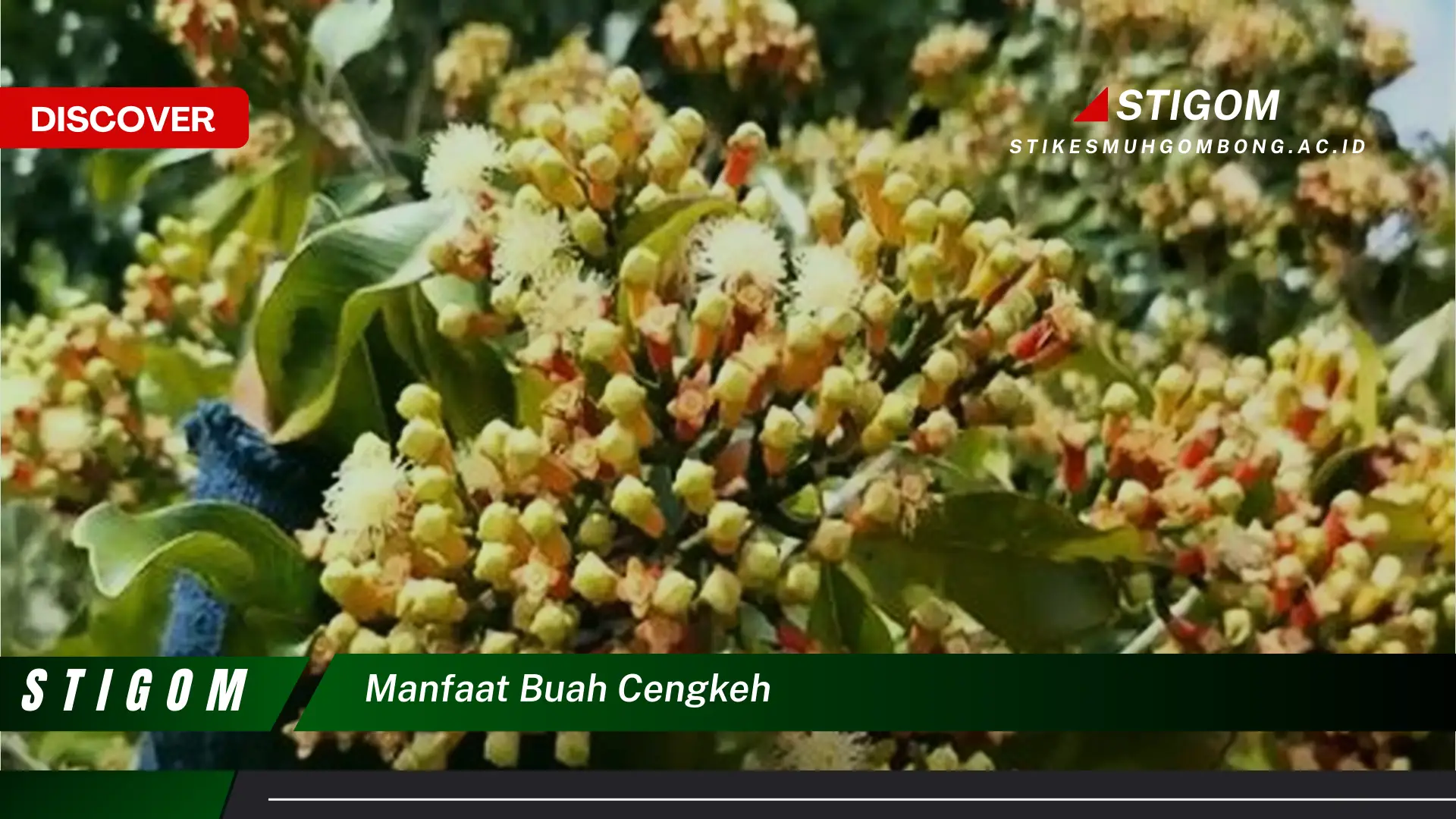 Ketahui 10 Manfaat Buah Cengkeh untuk Kesehatan Tubuh Anda