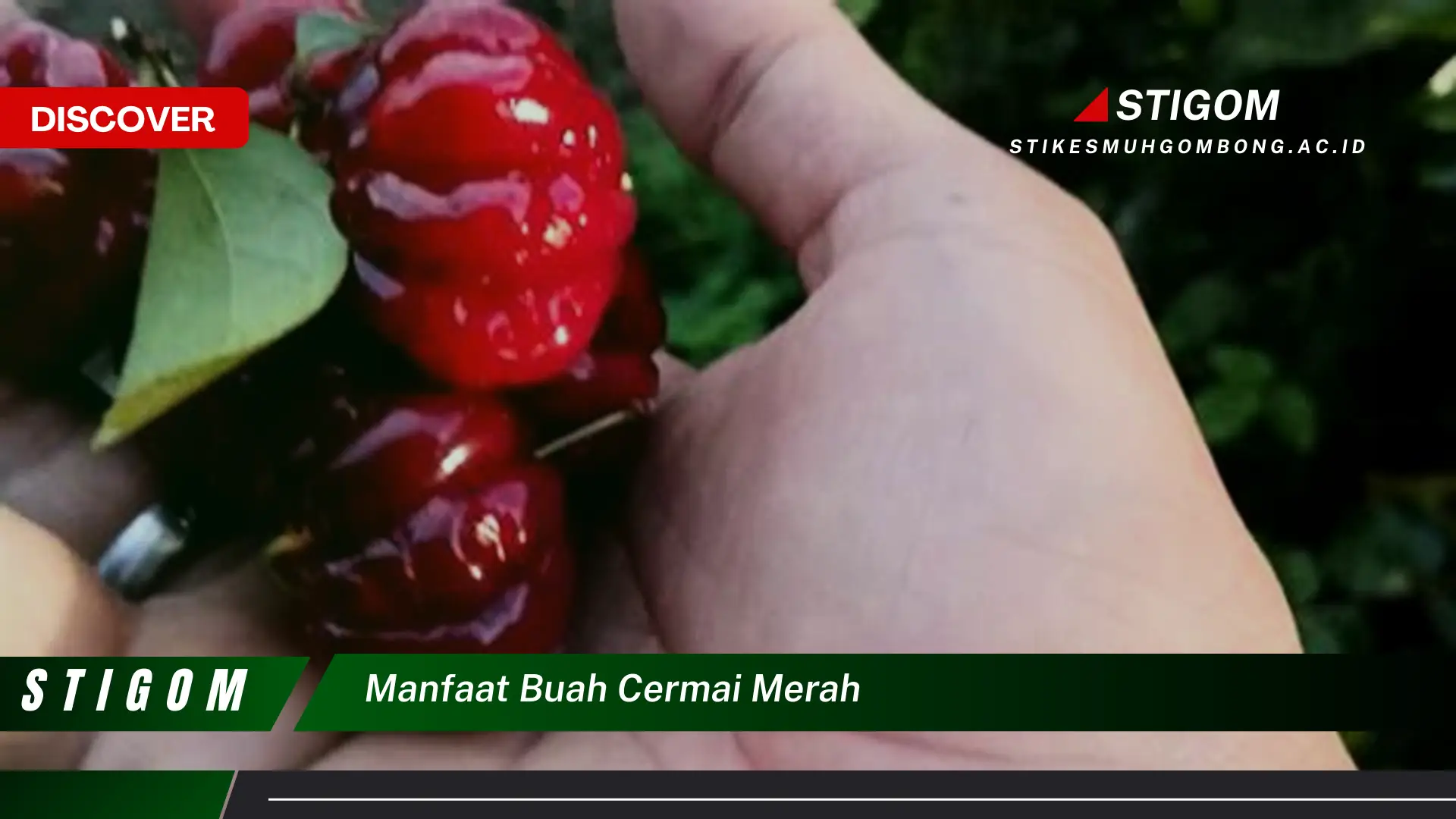 Ketahui 9 Manfaat Buah Cermai Merah untuk Kesehatan Anda