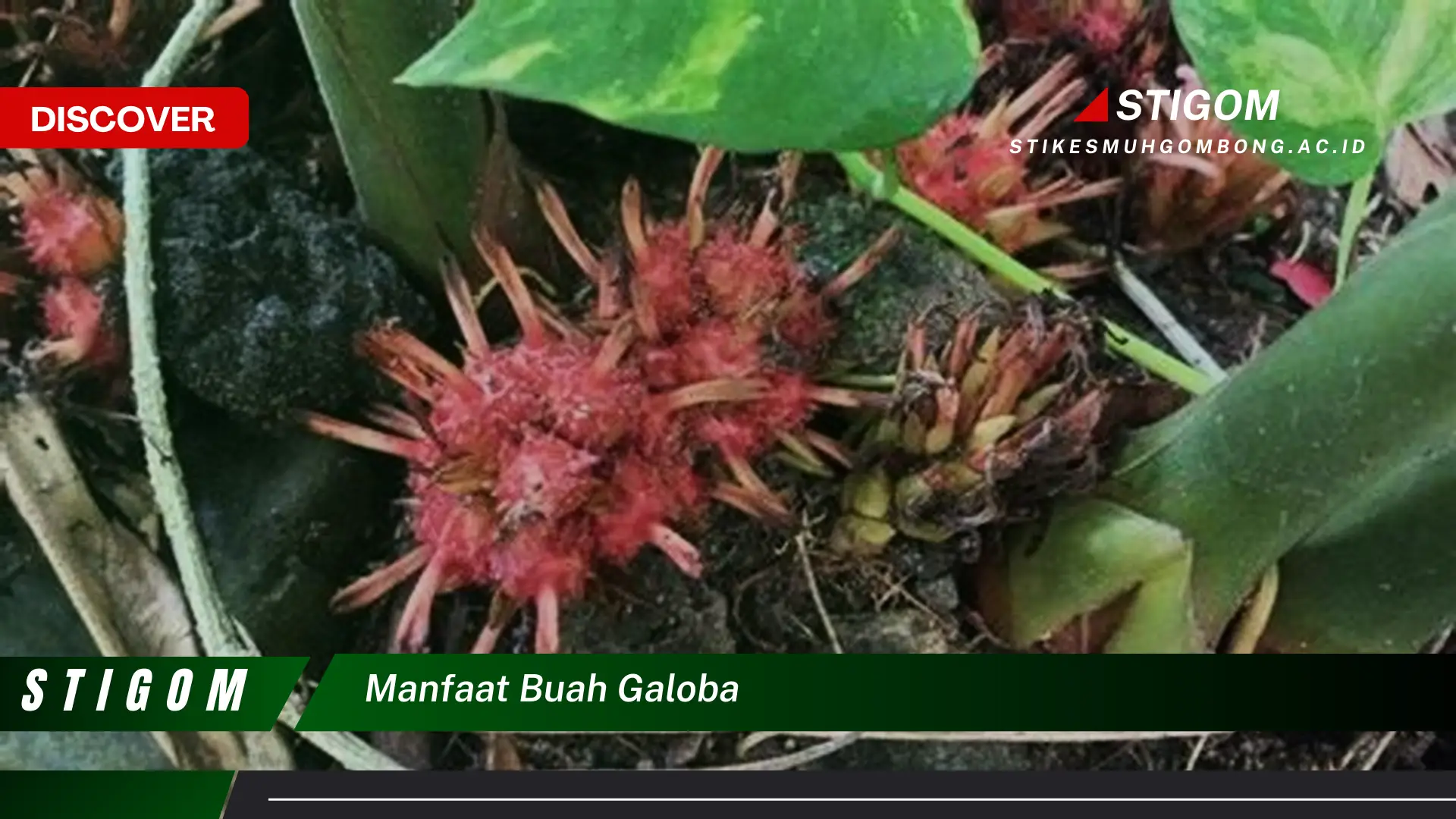 Ketahui 9 Manfaat Buah Galoba untuk Kesehatan Anda