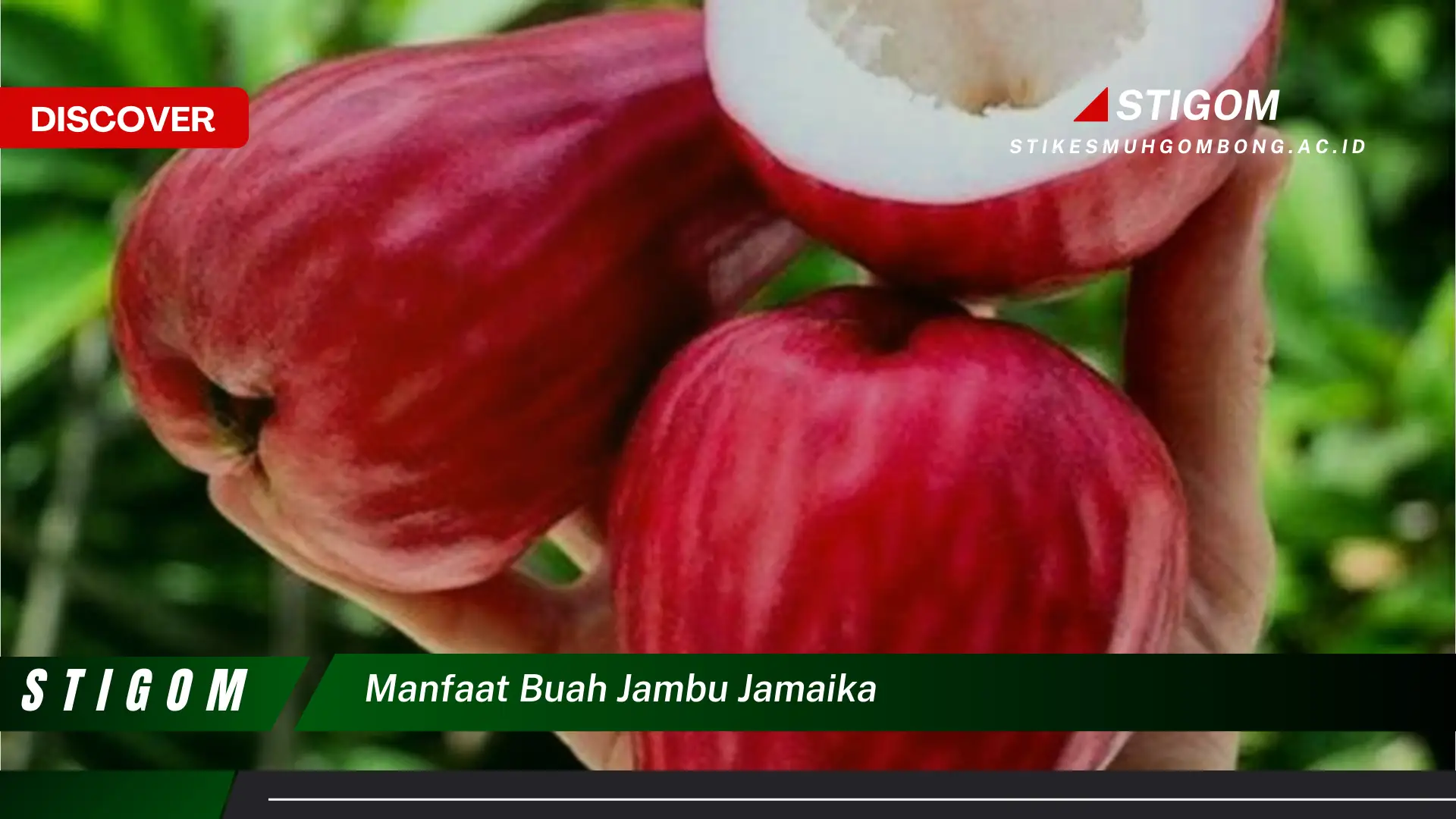 Ketahui 9 Manfaat Buah Jambu Jamaika untuk Kesehatan Tubuh Anda