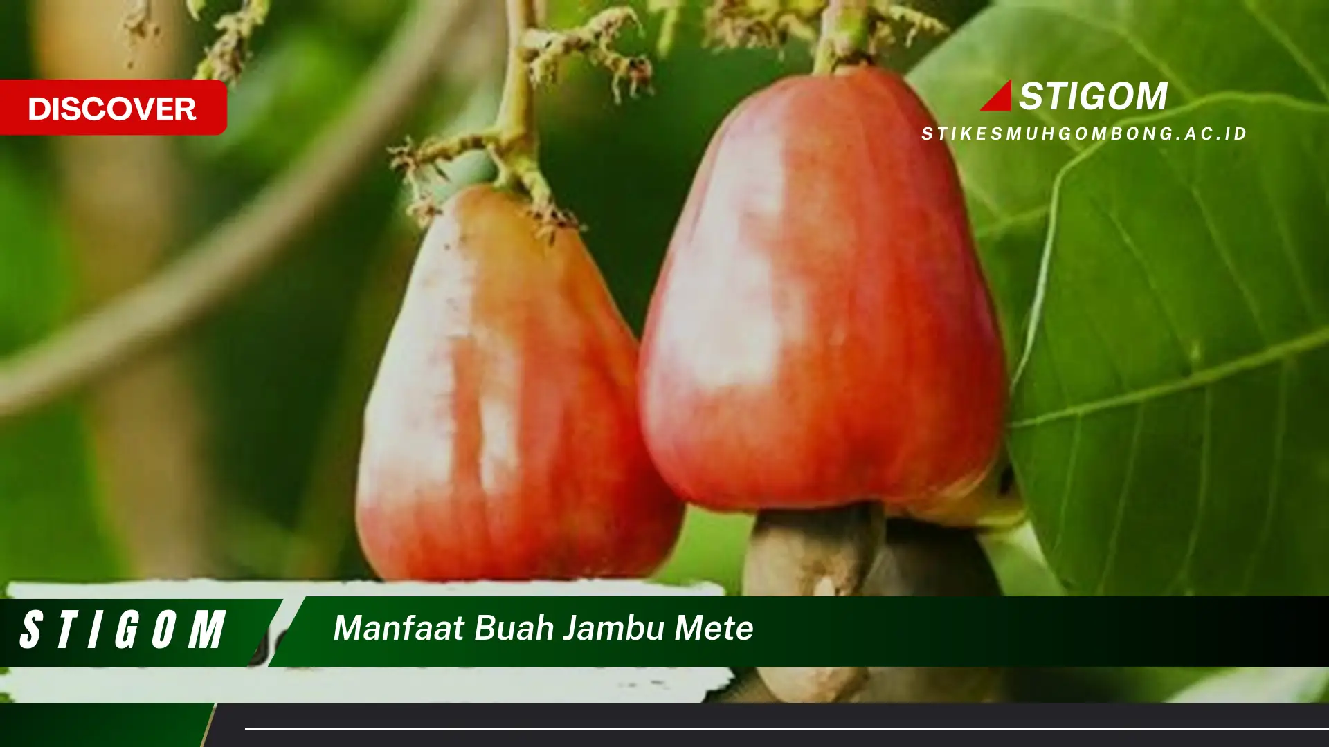 Ketahui 10 Manfaat Buah Jambu Mete untuk Kesehatan Tubuh Anda