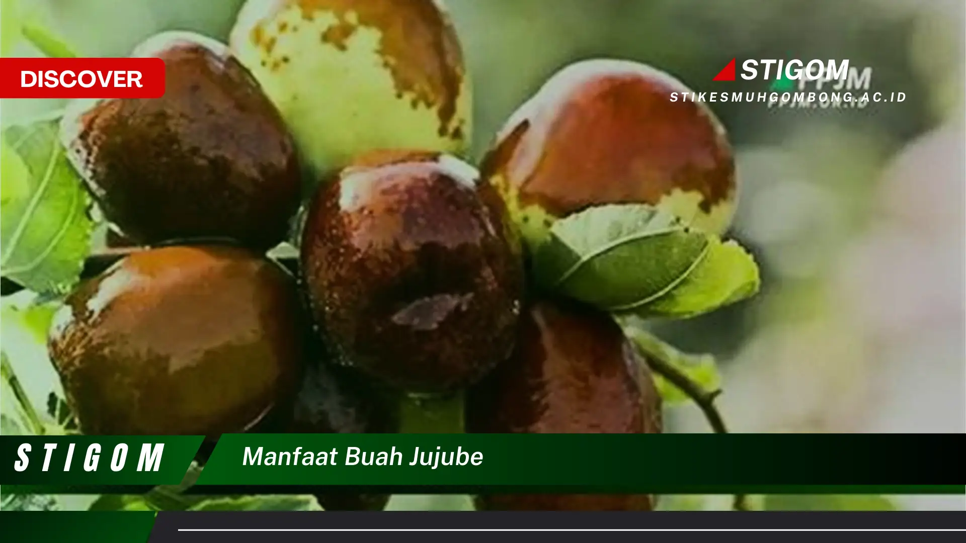 Ketahui 9 Manfaat Buah Jujube untuk Kesehatan Tubuh Anda