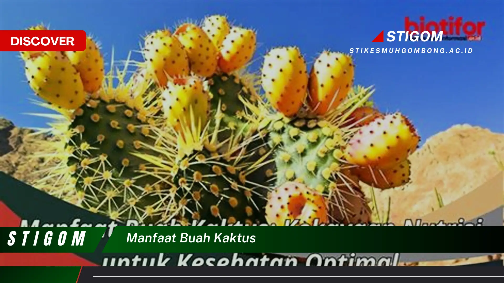 Ketahui 10 Manfaat Buah Kaktus untuk Kesehatan dan Kecantikan