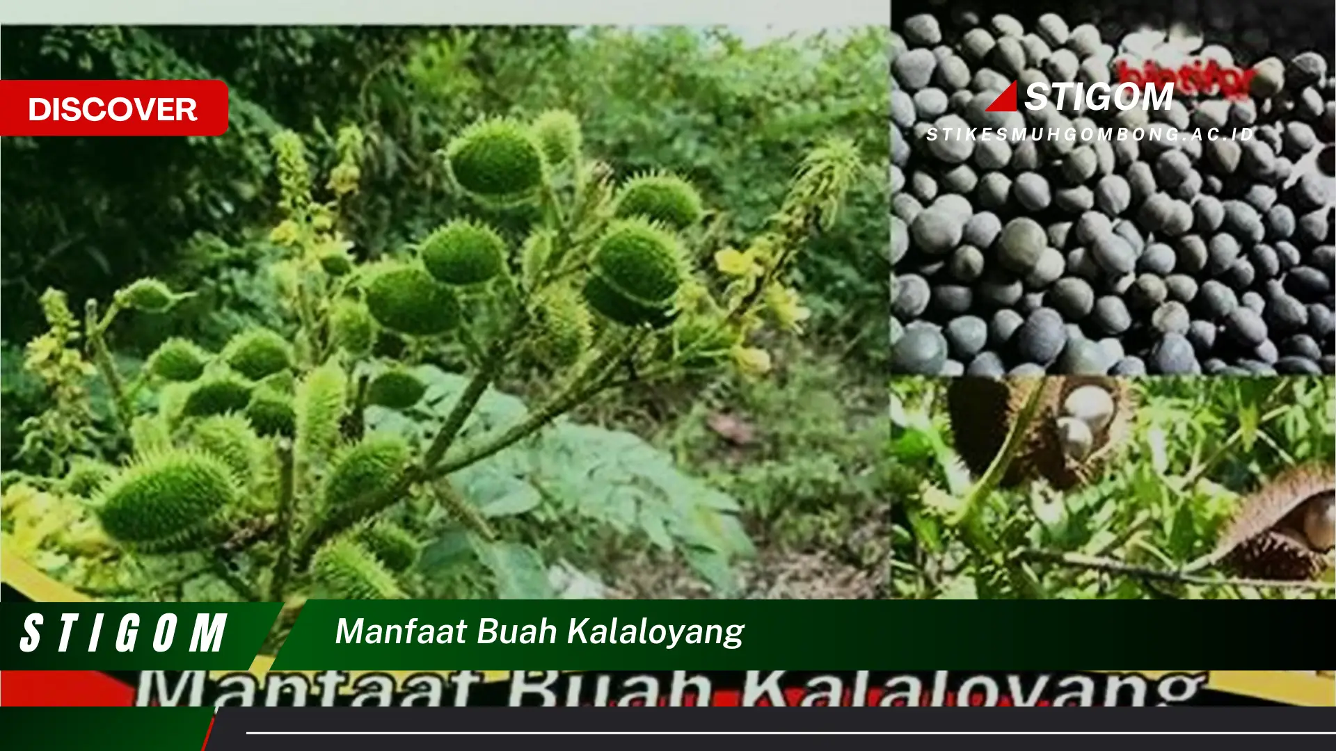 Ketahui 9 Manfaat Buah Kalaloyang untuk Kesehatan Tubuh Anda