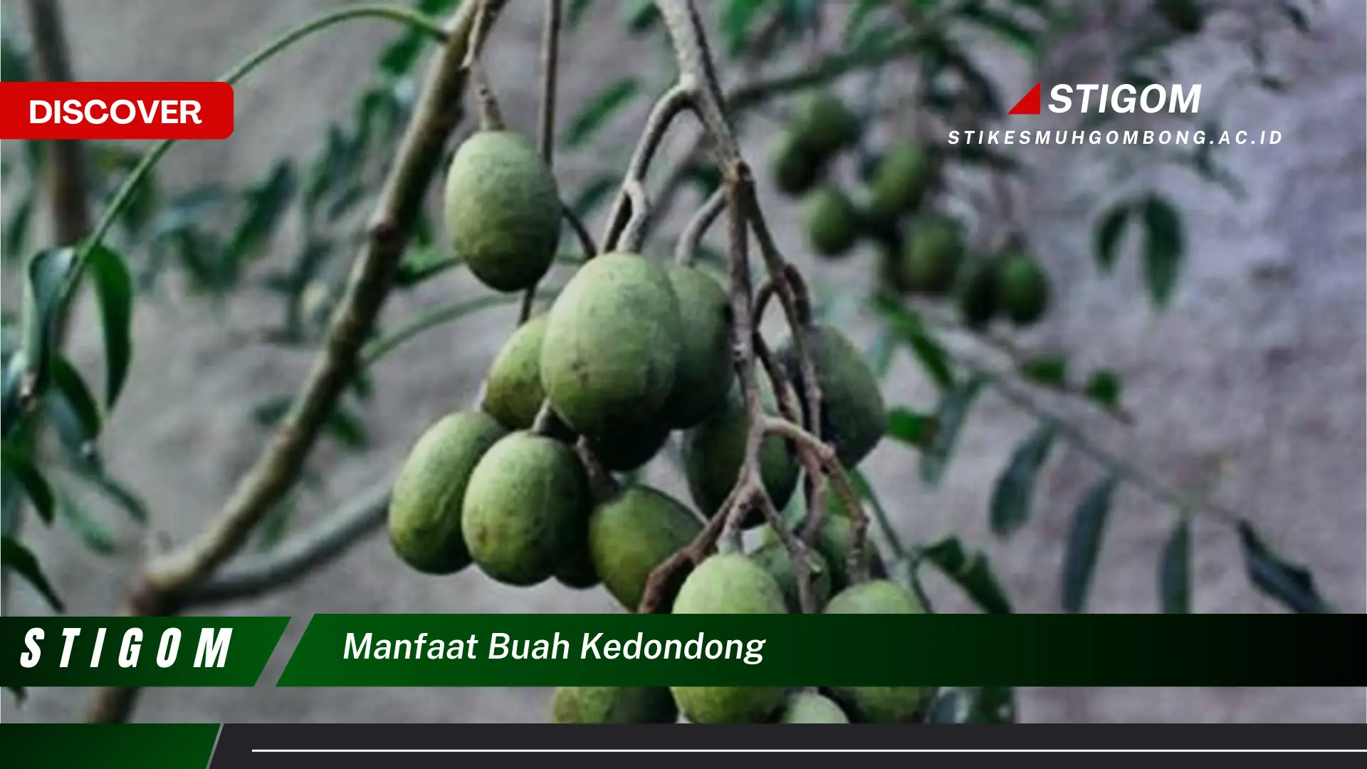 Ketahui 10 Manfaat Buah Kedondong untuk Kesehatan Tubuh Anda