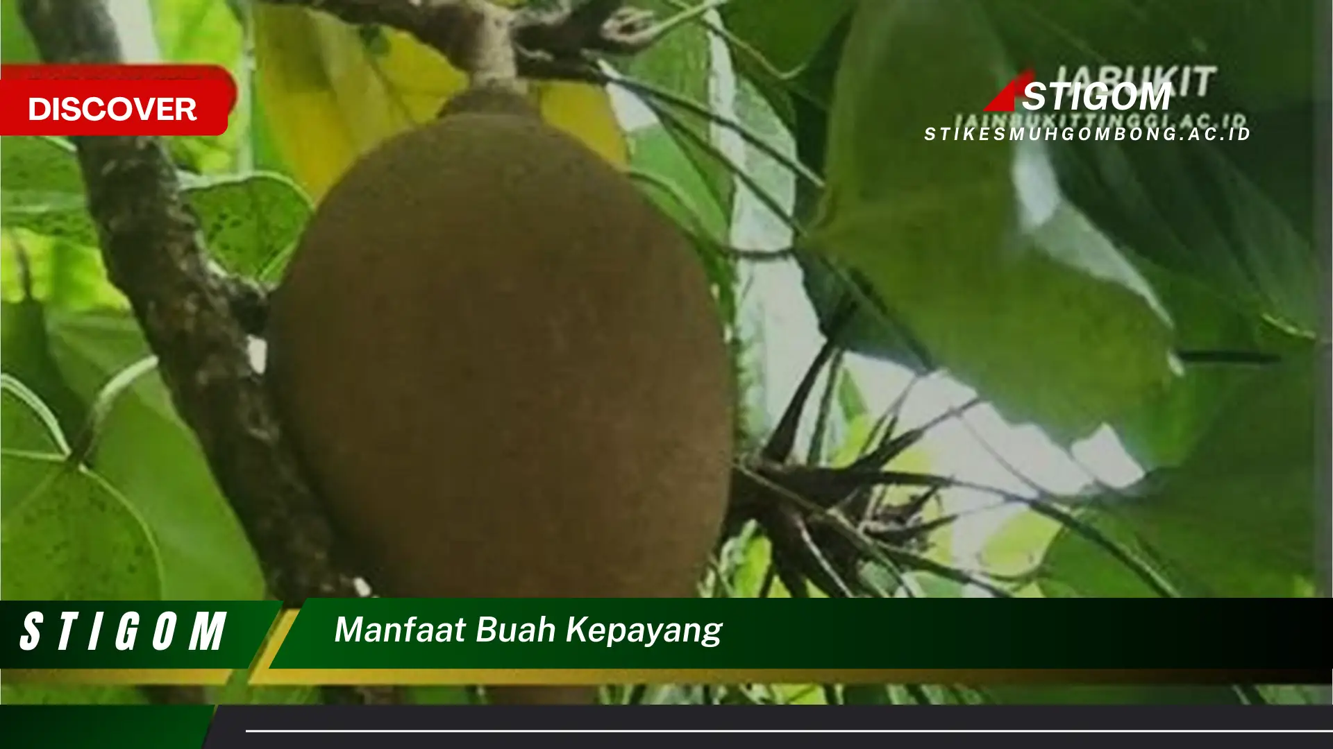 Ketahui 10 Manfaat Buah Kepayang untuk Kesehatan Tubuh Anda