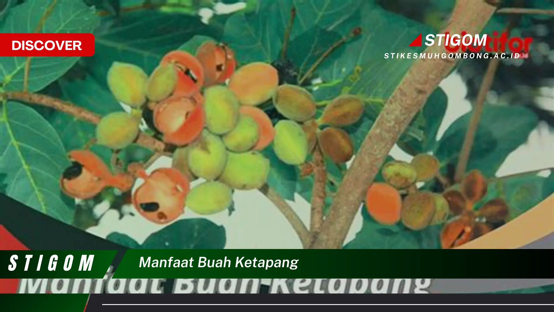 Ketahui 8 Manfaat Buah Ketapang untuk Kesehatan Tubuh Anda