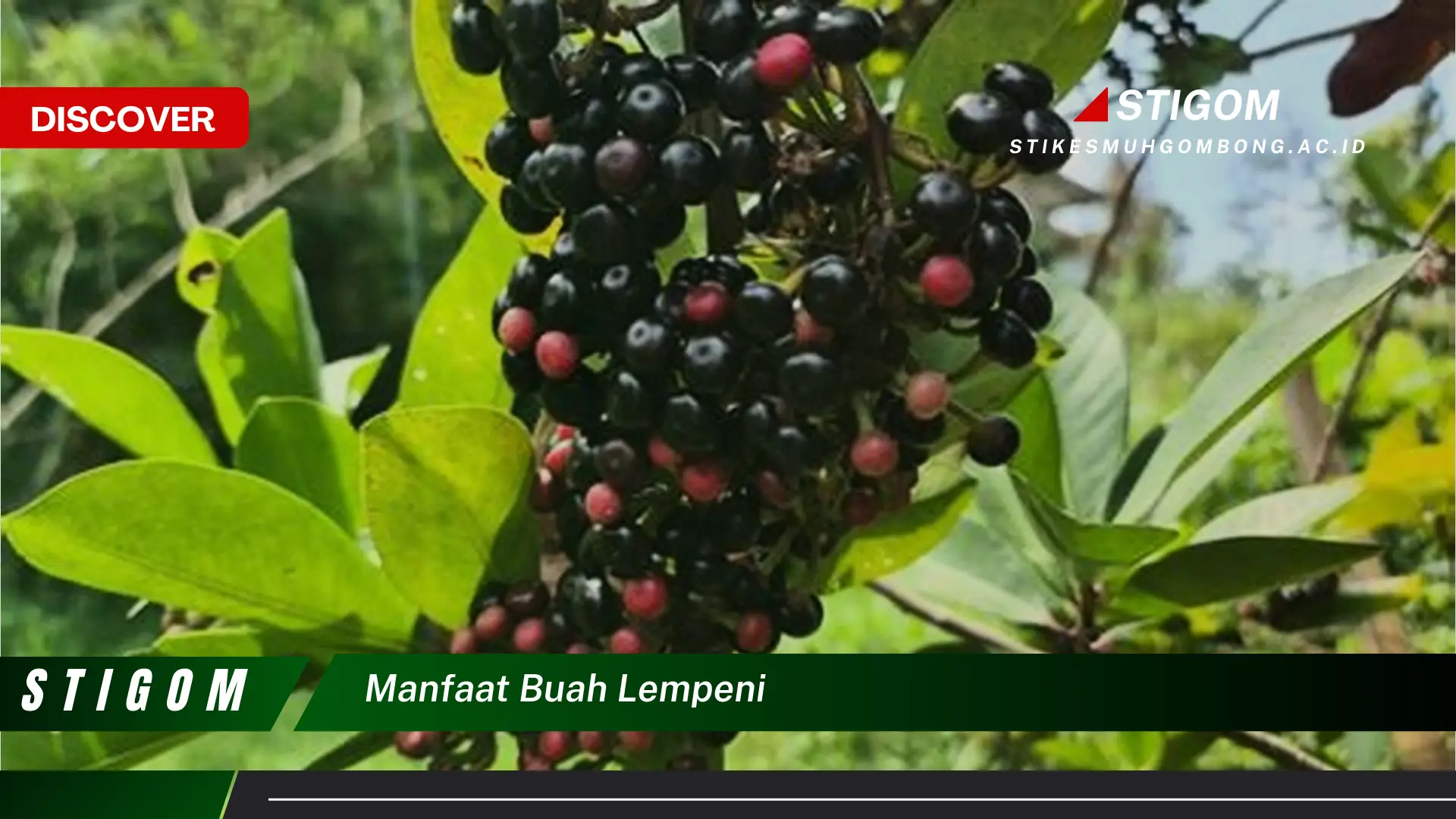 Ketahui 10 Manfaat Buah Lempeni untuk Kesehatan Tubuh Anda