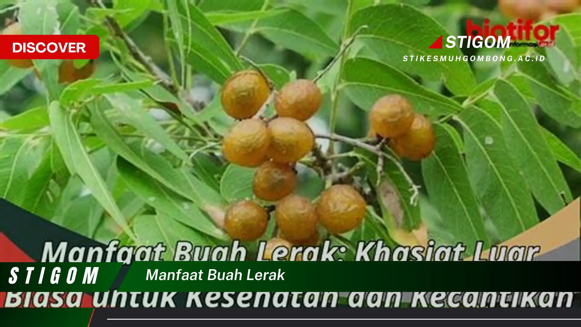 Ketahui 10 Manfaat Buah Lerak untuk Kesehatan, Kecantikan, dan Rumah Tangga