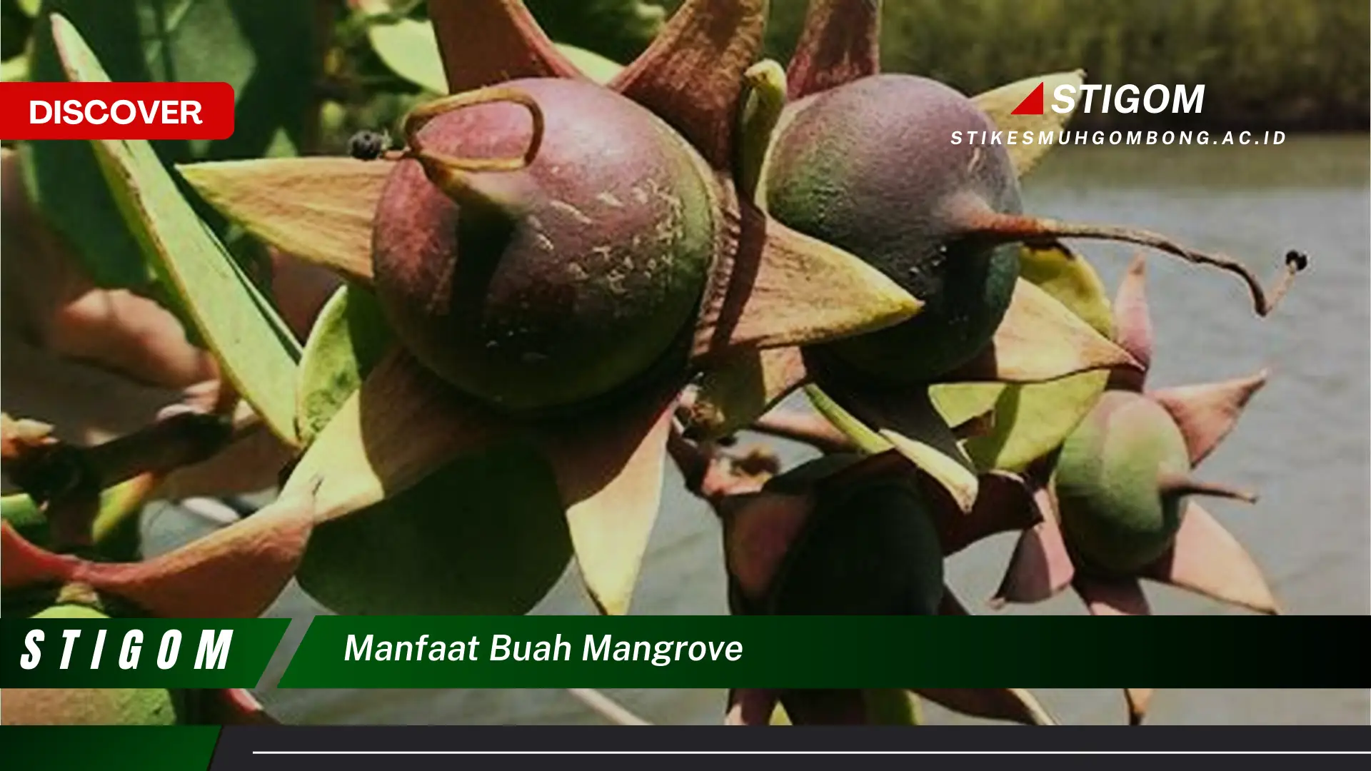 Ketahui Beragam Manfaat Buah Mangrove untuk Kesehatan dan Kecantikan