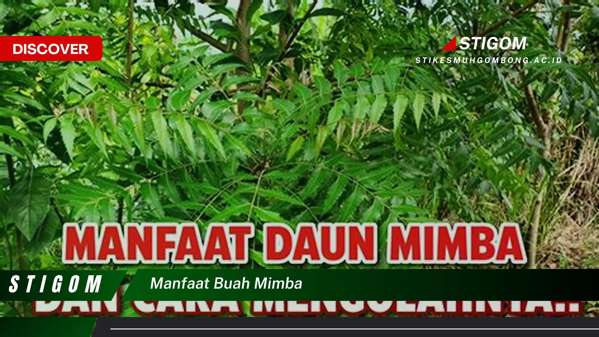 Ketahui 10 Manfaat Buah Mimba untuk Kesehatan, Kecantikan, dan Rumah Tangga