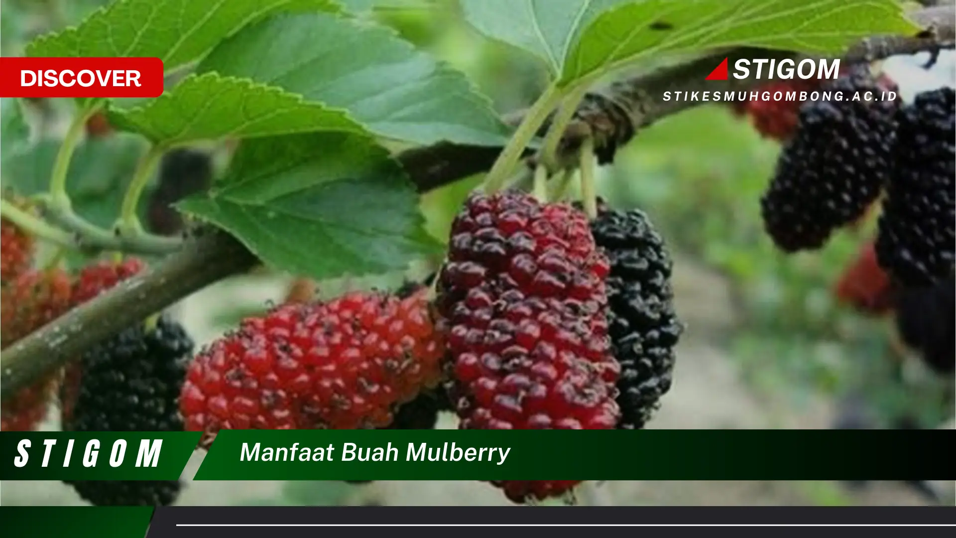 Ketahui 8 Manfaat Buah Mulberry untuk Kesehatan Tubuh Anda