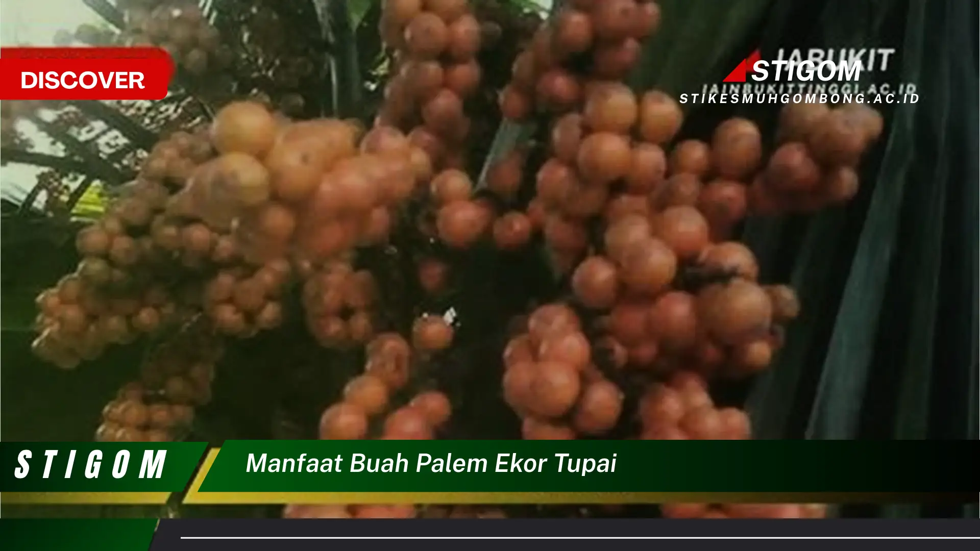 Ketahui 9 Manfaat Buah Palem Ekor Tupai untuk Kesehatan Anda