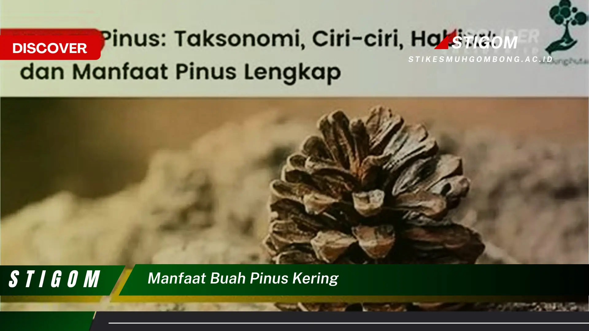 Ketahui 8 Manfaat Buah Pinus Kering untuk Kesehatan dan Kecantikan