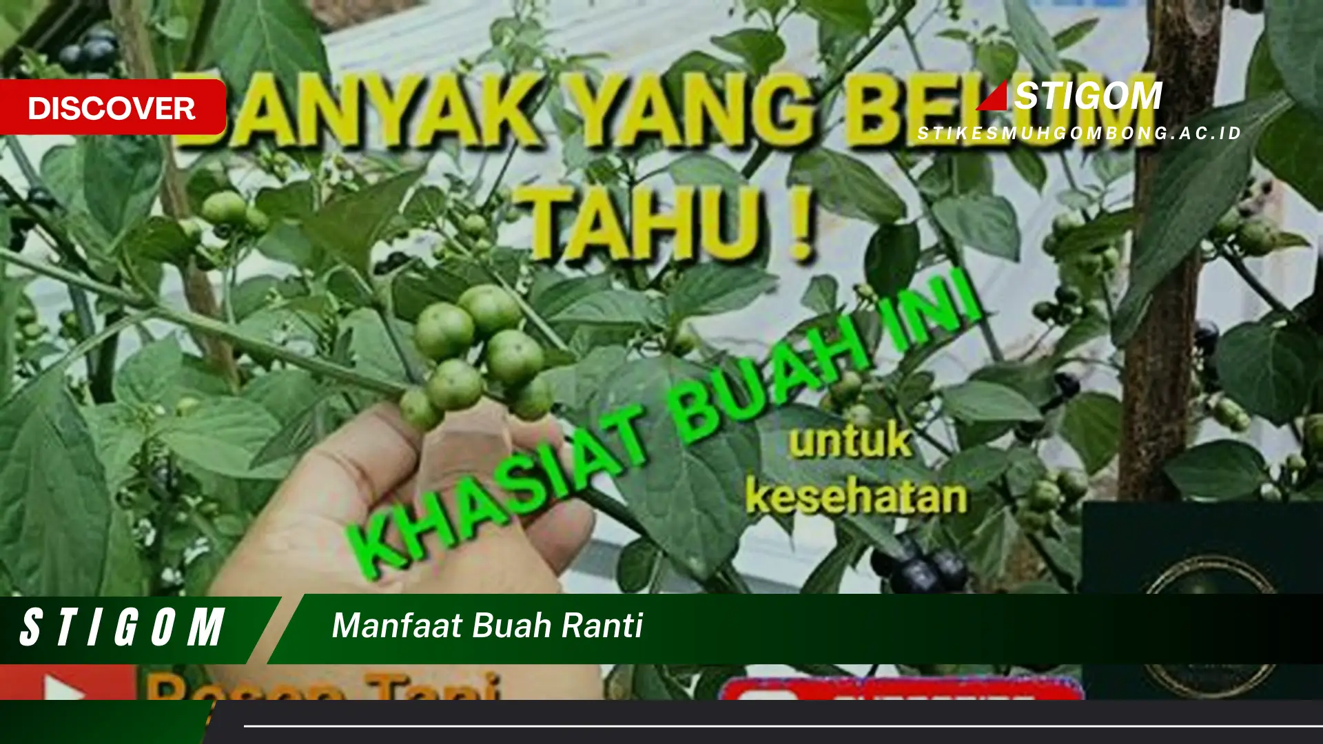 Ketahui 8 Manfaat Buah Ranti untuk Kesehatan Tubuh Anda