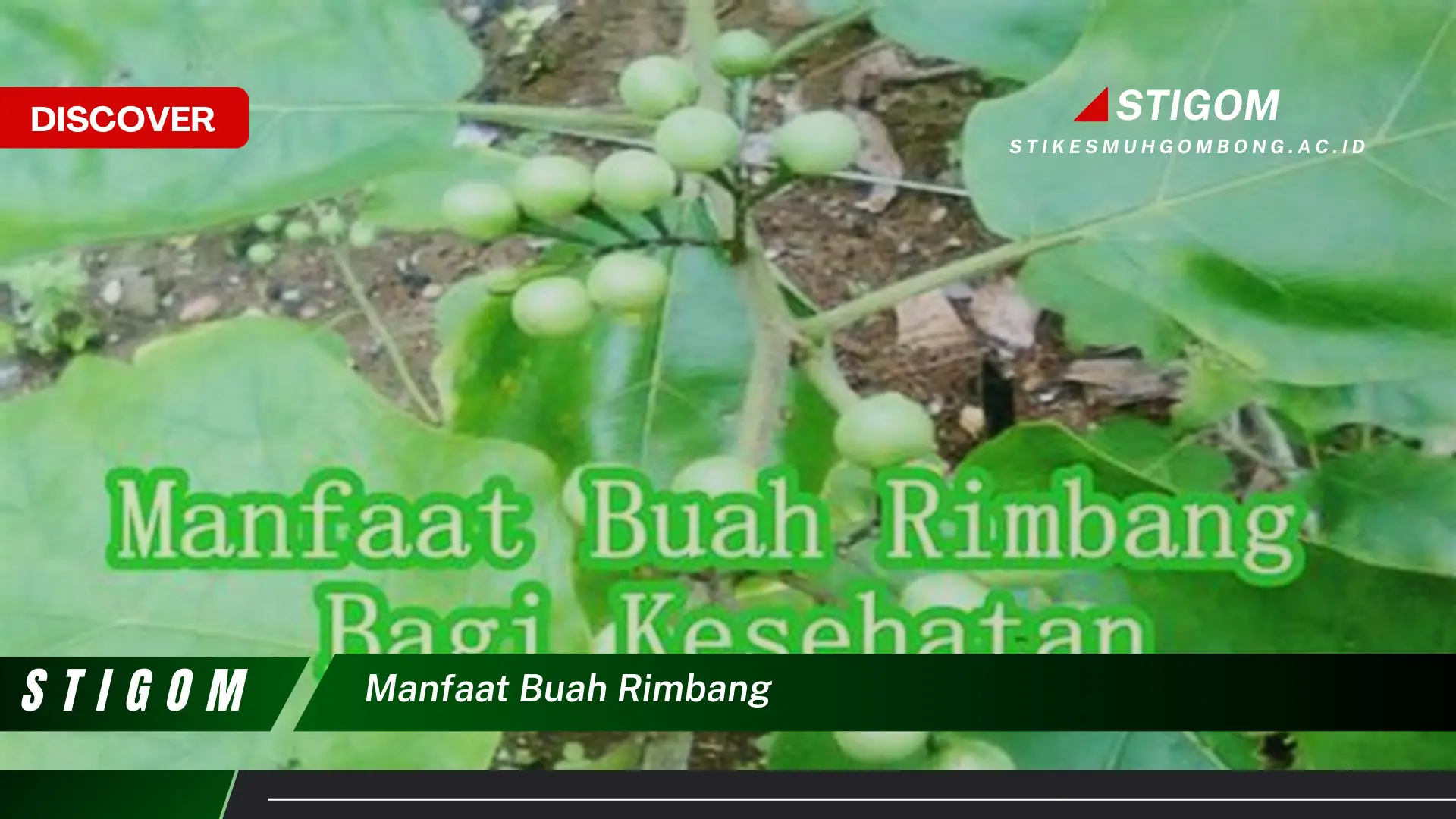 Ketahui 8 Manfaat Buah Rimbang untuk Kesehatan Anda