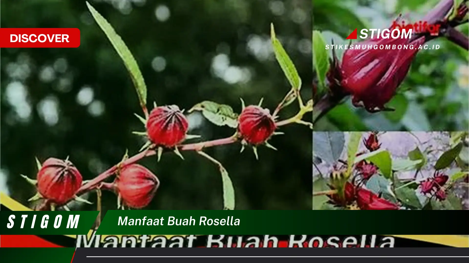 Ketahui 10 Manfaat Buah Rosella untuk Kesehatan, Kecantikan, dan Cara Mengolahnya