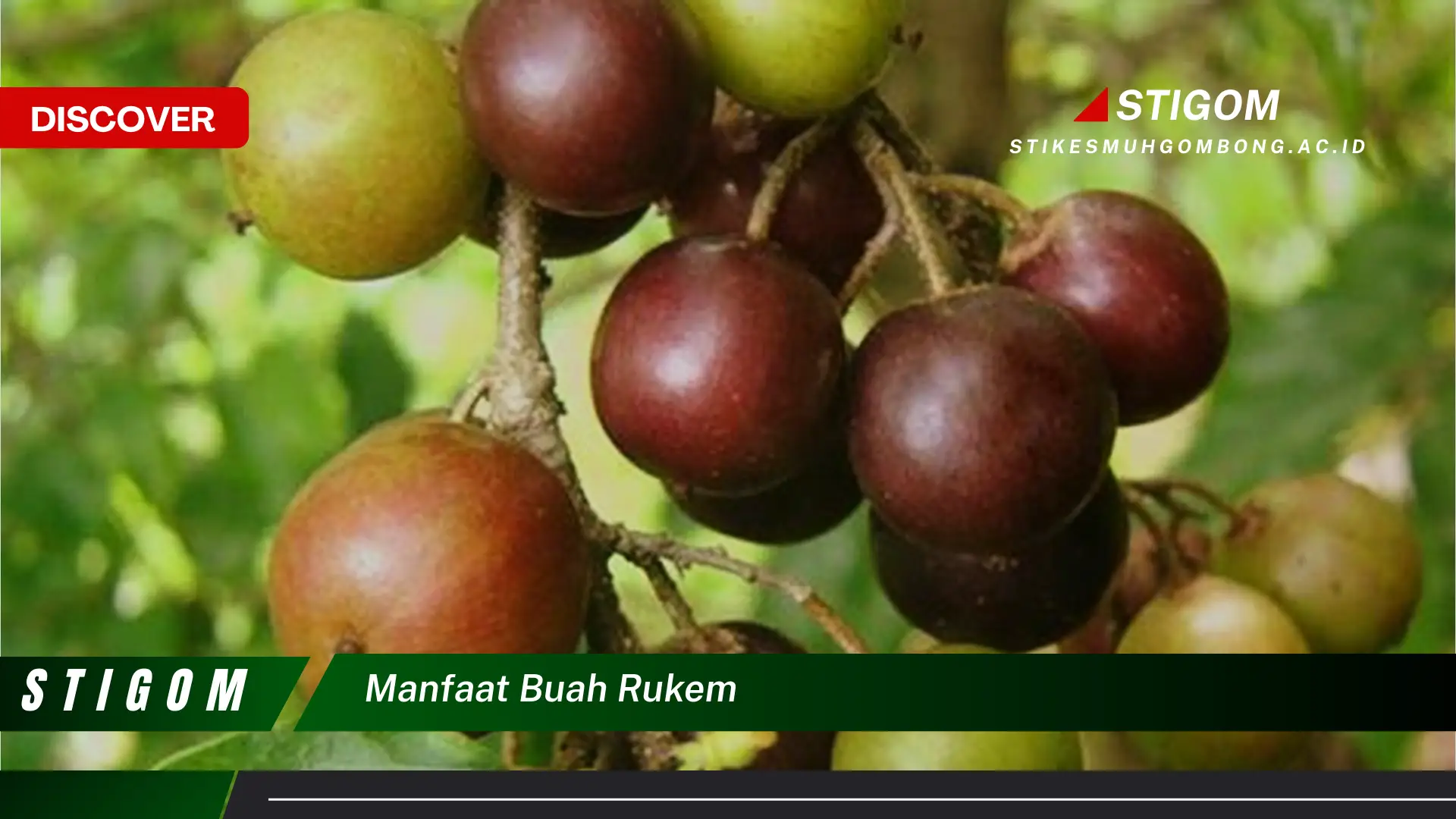 Ketahui 10 Manfaat Buah Rukem untuk Kesehatan dan Kecantikan