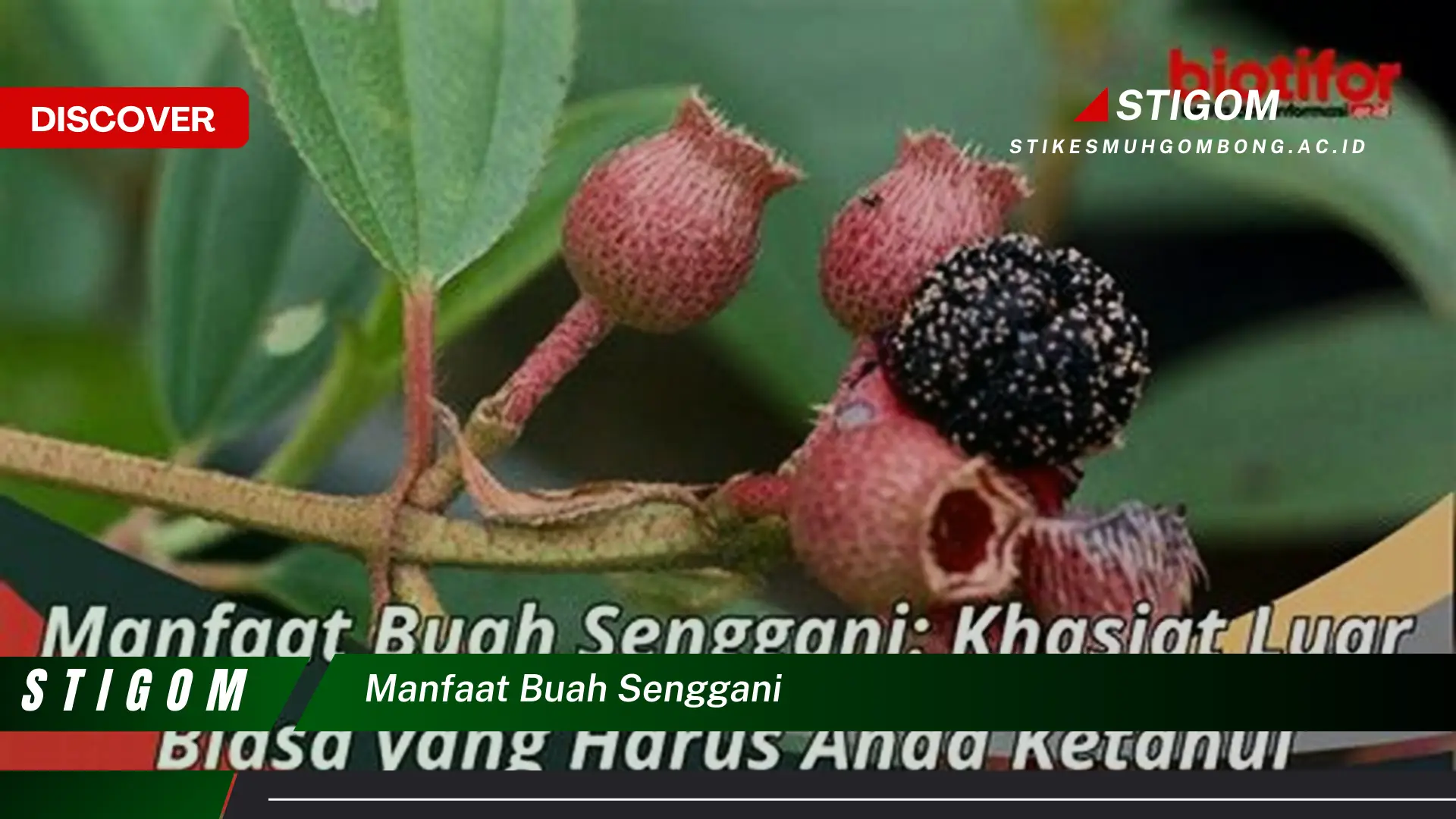 Ketahui 9 Manfaat Buah Senggani untuk Kesehatan Tubuh Anda