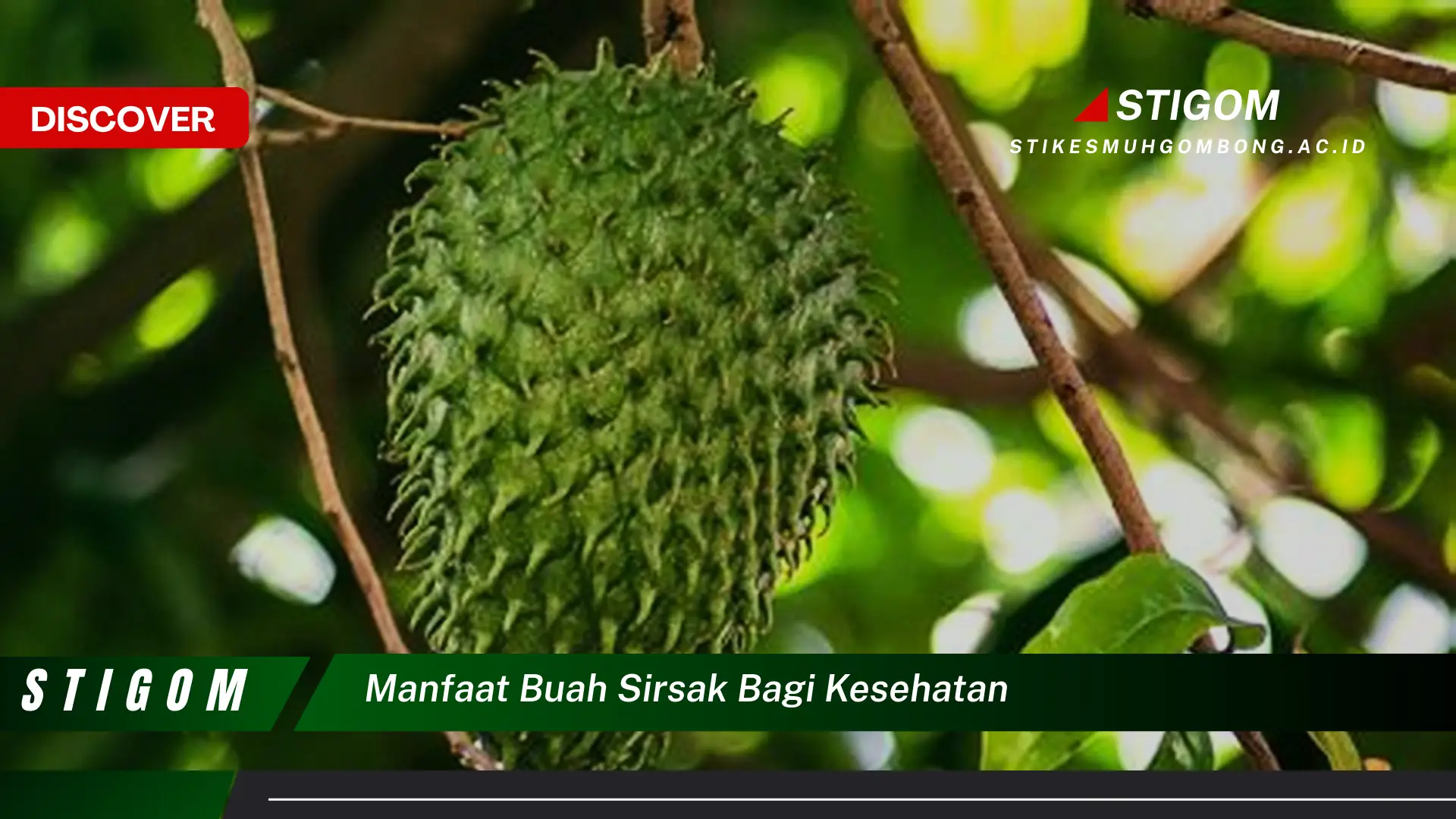 Ketahui 8 Manfaat Buah Sirsak Bagi Kesehatan, Dari Meningkatkan Imunitas Hingga Mencegah Kanker