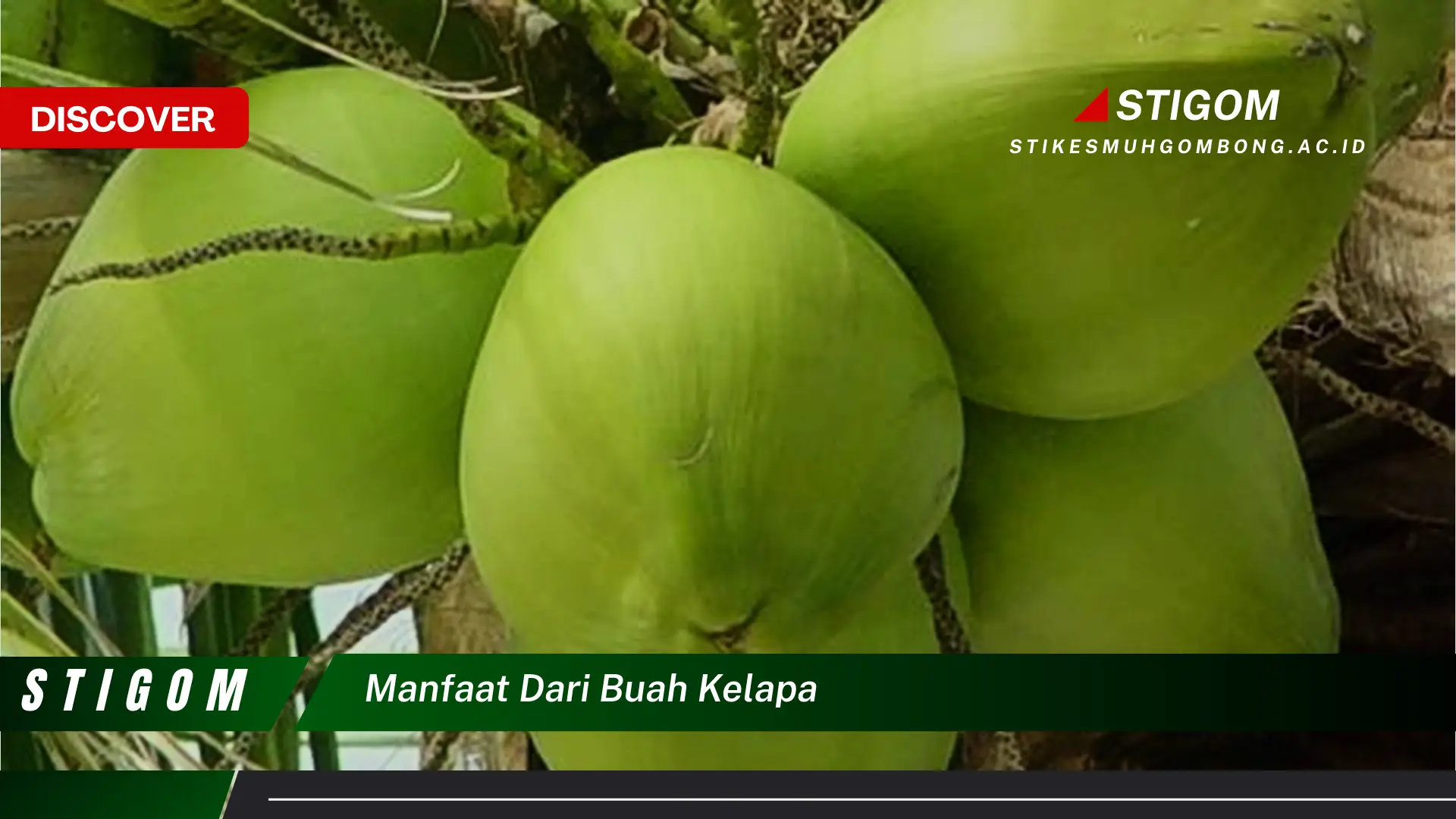 Ketahui 9 Manfaat Buah Kelapa dari Akar Hingga Daun, Panduan Lengkap