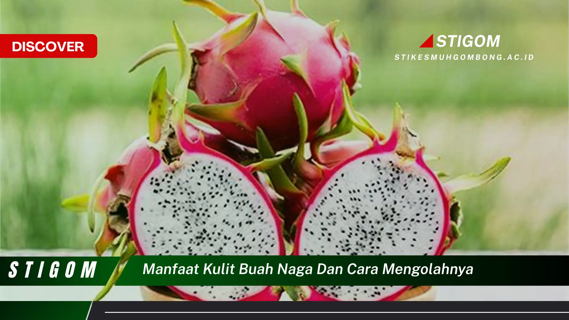 Ketahui 9 Manfaat Kulit Buah Naga dan Cara Mengolahnya Menjadi Makanan Sehat dan Lezat